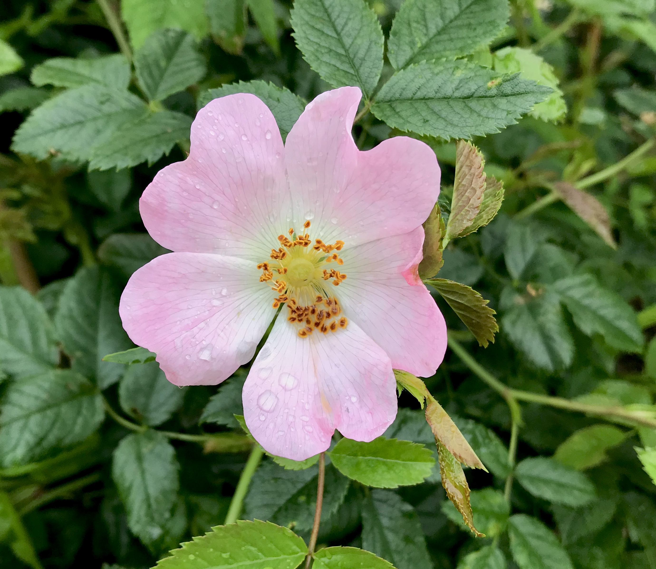 Dog Rose